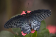 Papilio Rumanzovia Black White Butterfly On Pink Flower