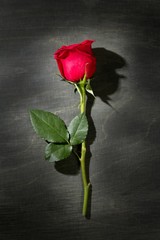 Red rose macro over dark black wood