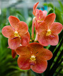 rote Orchideen vor grünem Hintergrund