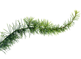 close up of fir tree branch