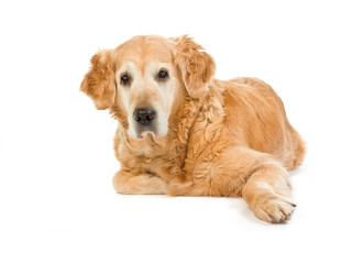 Golden retriever on white background