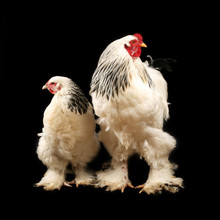 Light Brahma Rooster And Hen