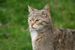 close-up wild european cat