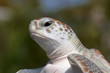 Turtle Side Portrait