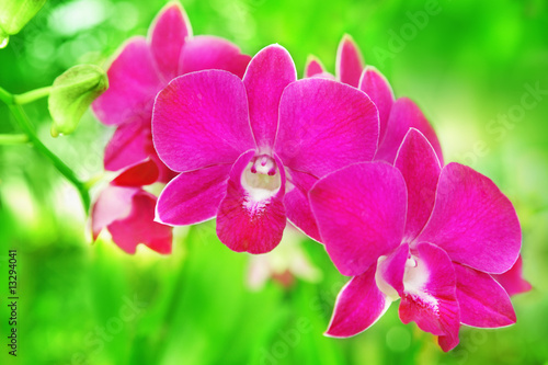 Tapeta ścienna Różowa orchidea