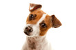 Portait of an Adorable Jack Russell Terrier