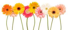 Colorful Daisy Flowers