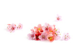spring cherry blossoms on white background