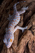 Tokay gecko climbing down tree