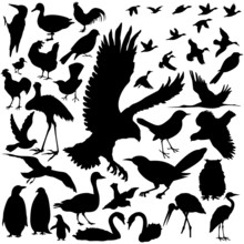 39 Pieces Of Bird Silhouettes.