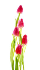 Wall Mural - bunch of tulip flowers