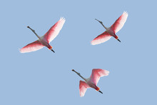 Roseate Spoonbills In Flight