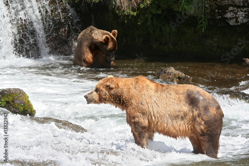 Naklejka samoprzylepna Rzeka i grizzly