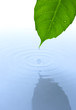 Water drop fall from green leaf with ripple