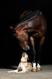 Fototapeta Konie - Horse and dog