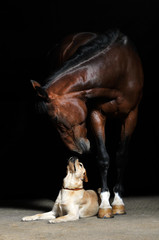 Fotoroleta koń pies zatoka labrador zwierzę