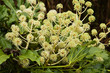 Flowering Fatsia Japonica