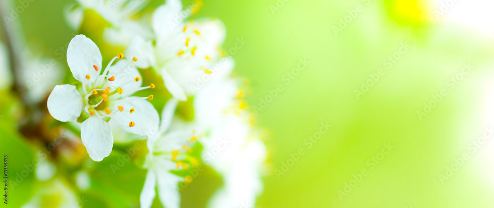 image de fleur au printemps - fleurs blanches et fond vert - obrazy, fototapety, plakaty 