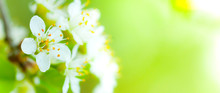Image De Fleur Au Printemps - Fleurs Blanches Et Fond Vert