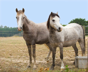 Two Grey Ponies