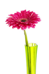 Wall Mural - Red gerbera isolated on the white background