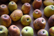 manzanas podridas. alimentos no aptos consumo