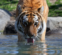 Drinking Siberian Tiger