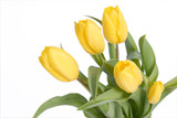 Fototapeta Tulipany - tulipany, tulips