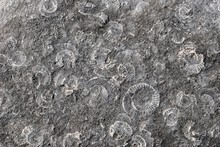 Fossils Abstract Background