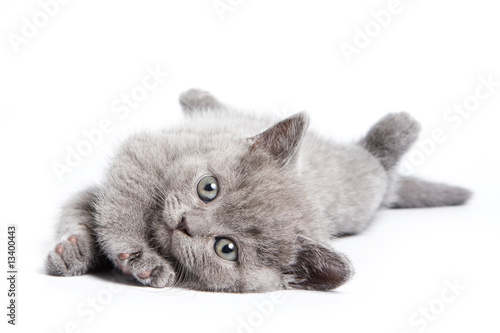 Tapeta ścienna na wymiar British kitten on white background