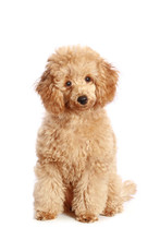 Apricot Poodle Puppy, Isolated On White Background