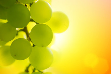 Fotomurales - Grapes at sunset