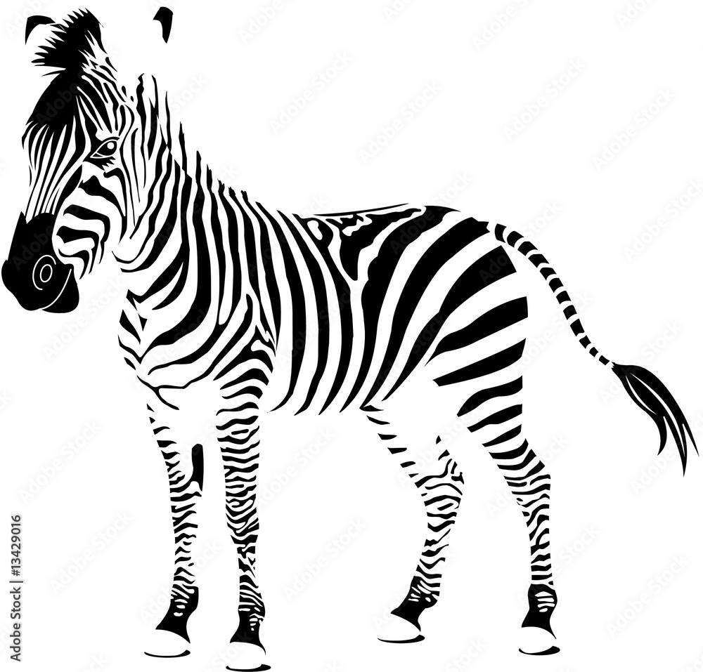 szczegolu-tekstury-sylwetki-odosobniona-zebra
