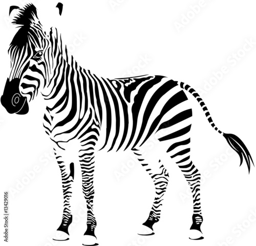 Naklejka na szybę Isolated zebra silhouette texture detail