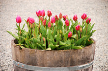 Pink Tulips In Barrel