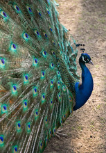 Beautiful Peacock Spreading Its Coloured Tail
