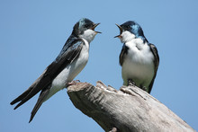 Pair Of Tree Swallows On A Stump