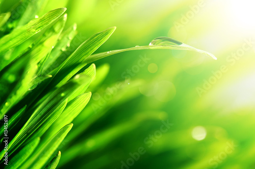 Obrazy trawa  polysk-kropla-wody