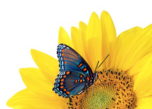Sunflower And Blue Butterfly