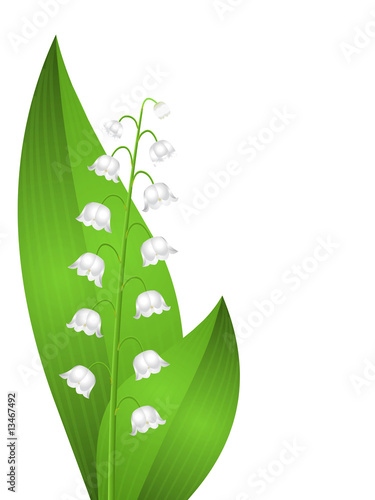 Brin De Muguet Stock Illustration Adobe Stock