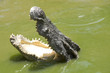 Crocodile attacking his prey