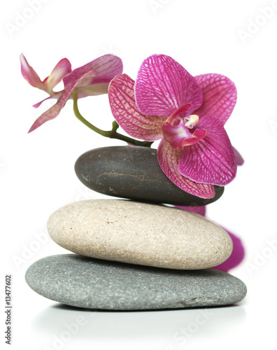 Naklejka - mata magnetyczna na lodówkę Orchid laying on stones