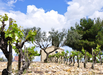 Vigne du Languedoc