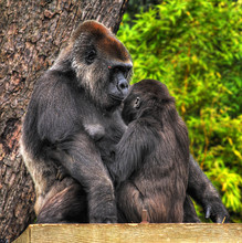 A Mother And Baby Gorilla Looking Tenderly Into Eack Others Eyes