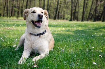 laying labrador