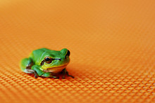 Small Tree Frog On An Orange Background