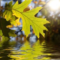 Poster - maple leaves