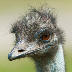 Sticker - ostrich, (lat. Struthio camelus)