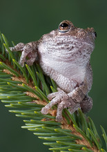 Resting Gray Tree Frog