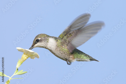Plakat na papierze fotorealistycznym Młodociany rubinowy koliber (archilochus colubris)